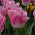 Buy Tulipa 'Dynasty' Bulbs online UK