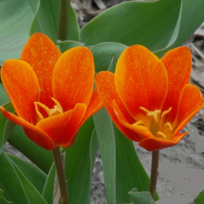 Buy Tulipa 'Early Harvest' Bulbs online UK