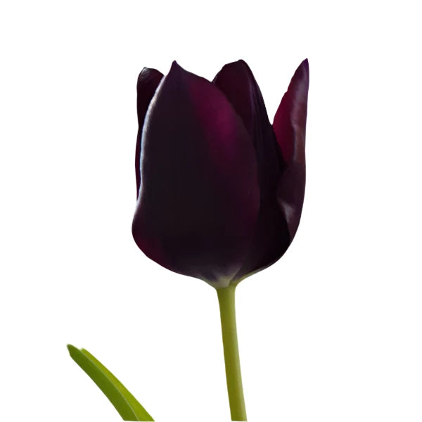 Buy Tulipa 'Eduard Pelger' Bulbs online UK