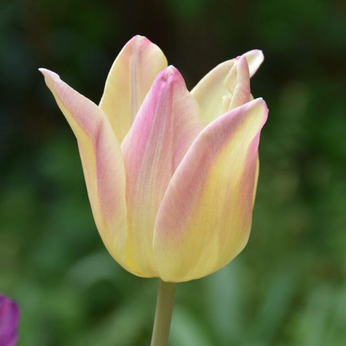 Buy Tulipa 'Elegant Lady' Bulbs online UK