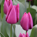 Buy Tulipa 'Endurance' Bulbs online UK