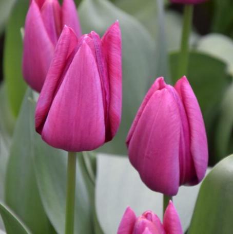 Buy Tulipa 'Endurance' Bulbs online UK