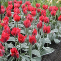 Buy Tulipa 'Esperanto' Bulbs online UK