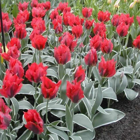 Buy Tulipa 'Esperanto' Bulbs online UK