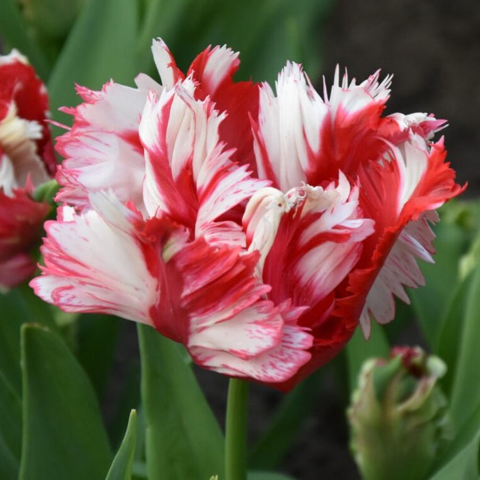 Buy Tulipa 'Estella Rijnveld' Bulbs online UK