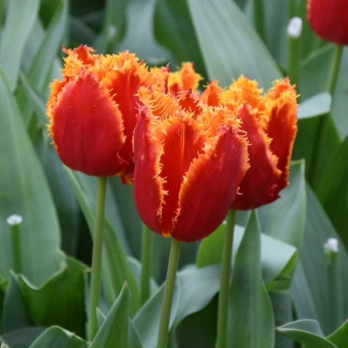 Buy Tulipa 'Fabio' Bulbs online UK