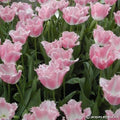 Buy Tulipa 'Fancy Frills' Bulbs online UK