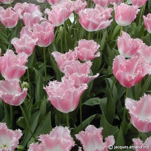 Buy Tulipa 'Fancy Frills' Bulbs online UK