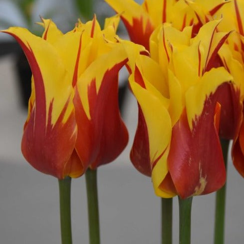 Buy Tulipa 'Fire Wings' Bulbs online UK