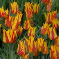 Buy Tulipa 'Firework' Bulbs online UK