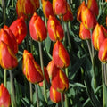 Buy Tulipa 'Flair' Bulbs online UK