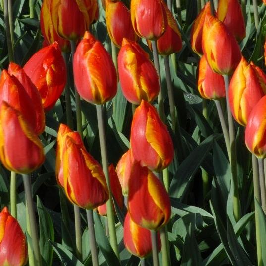 Buy Tulipa 'Flair' Bulbs online UK