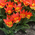 Buy Tulipa 'Flames Mystery' Bulbs online UK