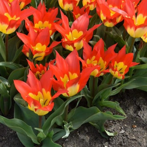 Buy Tulipa 'Flames Mystery' Bulbs online UK