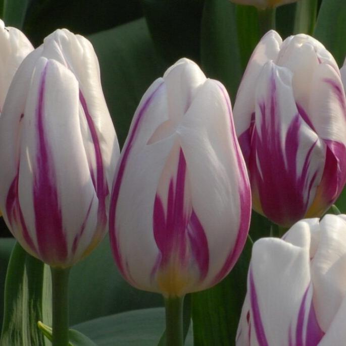 Buy Tulipa 'Flaming Flag' Bulbs online UK