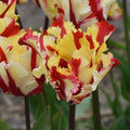 Buy Tulipa 'Flaming Parrot' Bulbs online UK