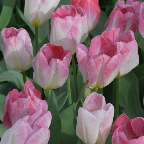 Buy Tulipa 'Flaming Purissima' Bulbs online UK