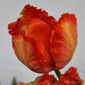 Buy Tulipa 'Flower Power' Bulbs online UK