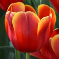 Buy Tulipa 'Flying Dragon' Bulbs online UK