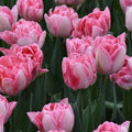 Buy Tulipa 'Foxtrot' Bulbs online UK
