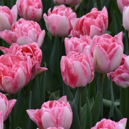 Buy Tulipa 'Foxtrot' Bulbs online UK