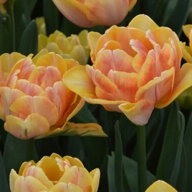 Buy Tulipa 'Foxy Foxtrot' Bulbs online UK