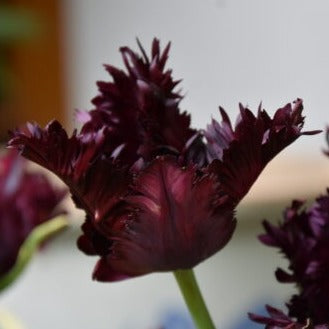 Buy Tulipa 'Frozen Night' Bulbs online UK