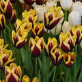 Buy Tulipa 'Gavota' Bulbs online UK