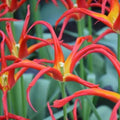 Buy Tulipa 'Go Go Red' Bulbs online UK