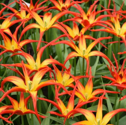 Buy Tulipa 'Go Go Red' Bulbs online UK