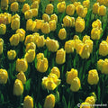 Buy Tulipa 'Golden Apeldoorn' Bulbs online UK