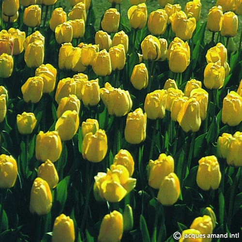 Buy Tulipa 'Golden Apeldoorn' Bulbs online UK