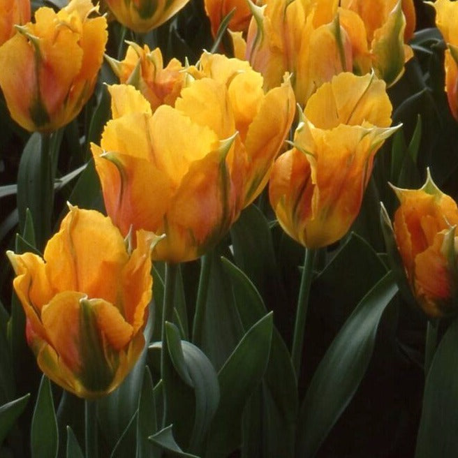 Buy Tulipa 'Golden Artist' Bulbs online UK
