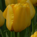 Buy Tulipa 'Golden Parade' Bulbs online UK