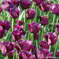 Buy Tulipa 'Gorilla' Bulbs online UK