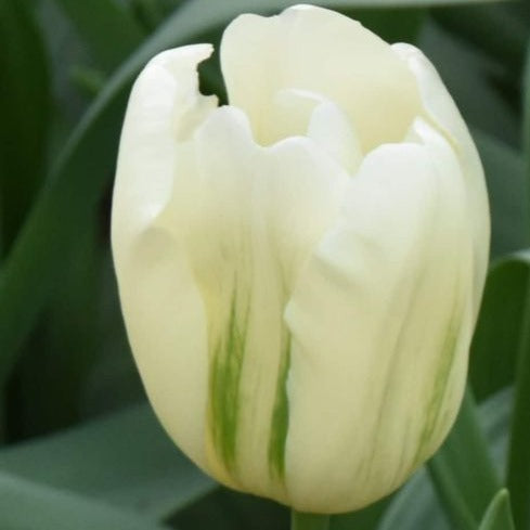 Buy Tulipa 'Green Spirit' Bulbs online UK