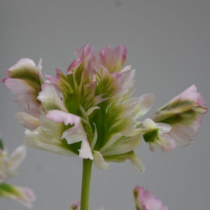 Buy Tulipa 'Green Wave' Bulbs online UK
