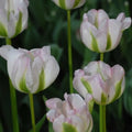 Buy Tulipa 'Greenland' Bulbs online UK