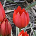 Tulipa hageri (Hager's Tulip) Bulbs