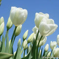 Buy Tulipa 'Hakuun' Bulbs online UK
