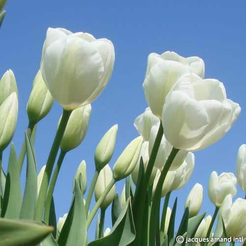 Buy Tulipa 'Hakuun' Bulbs online UK