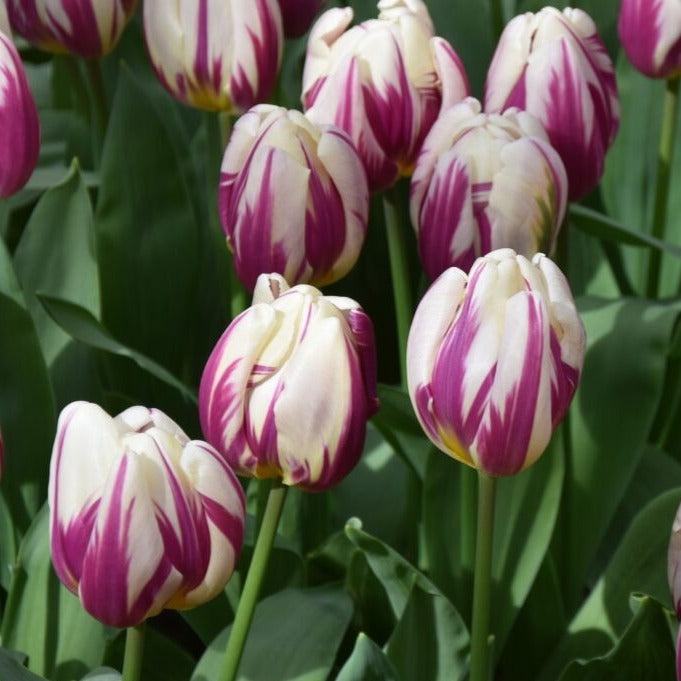 Buy Tulipa 'Happy Feet' Bulbs online UK