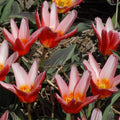 Buy Tulipa 'Heart's Delight' Bulbs online UK