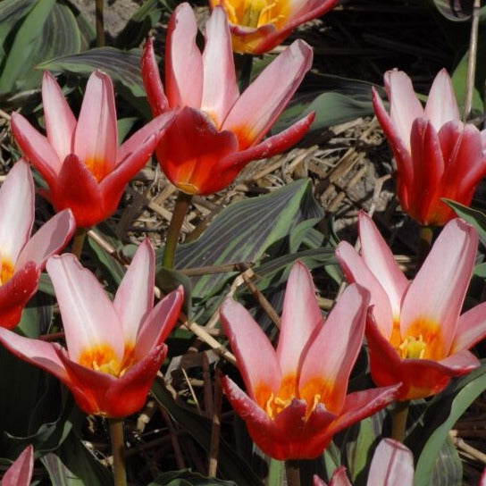 Buy Tulipa 'Heart's Delight' Bulbs online UK
