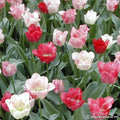Buy Tulipa 'Hemisphere' Bulbs online UK