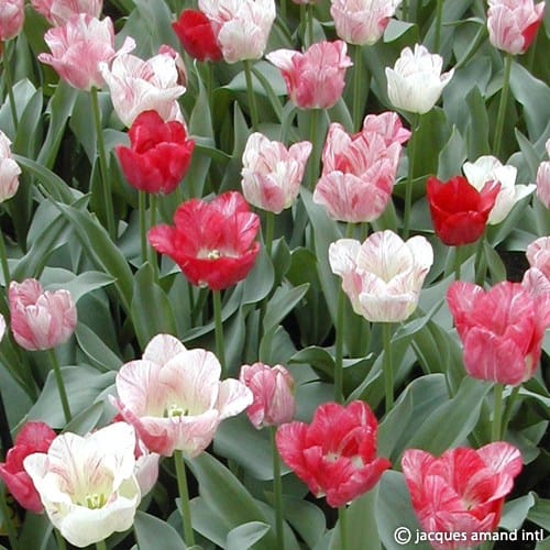 Buy Tulipa 'Hemisphere' Bulbs online UK