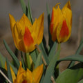 Buy Tulipa heweri (Hewer's Tulip) Bulbs online UK