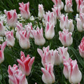 Buy Tulipa 'Holland Chic' Bulbs online UK