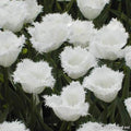 Buy Tulipa 'Honeymoon' Bulbs online UK