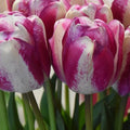 Buy Tulipa 'Hotpants' Bulbs online UK